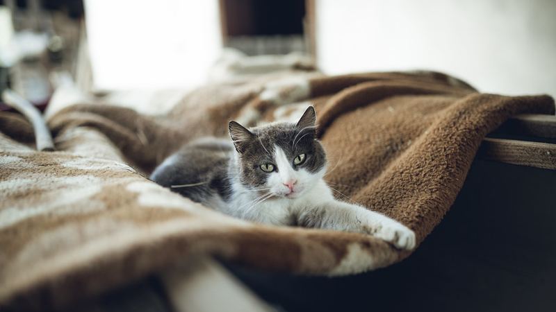 Кошка лежит, поджав лапы