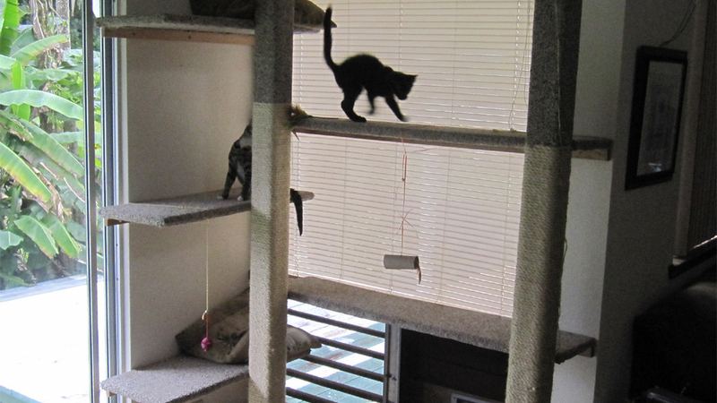 Котёнок в помещении