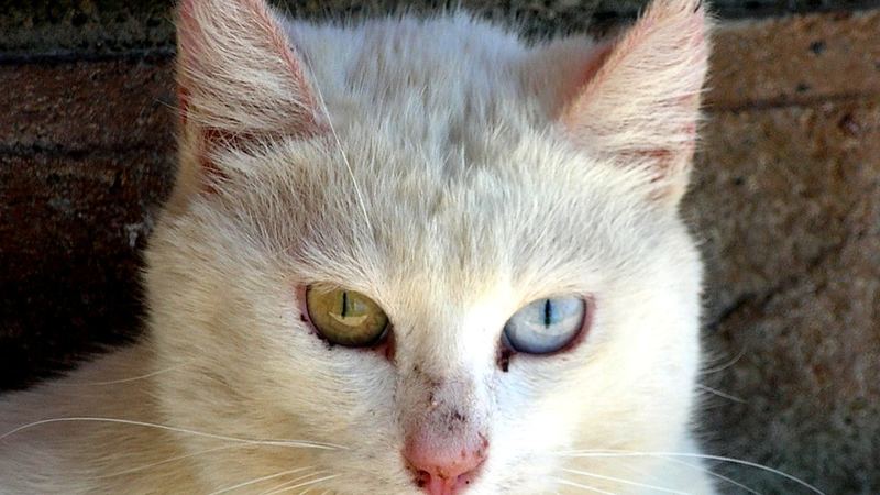 Кошачьи глаза крупным планом