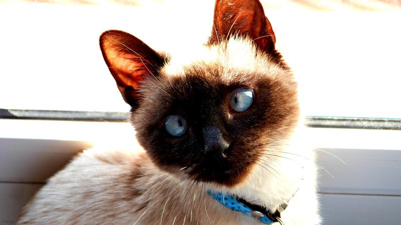 Сиамская кошка смотрит в кадр