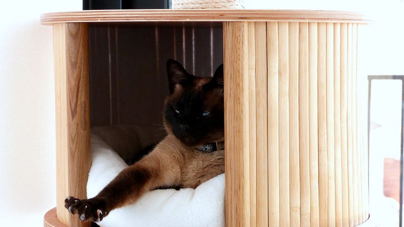 Кошка в деревянном домике-когтеточке