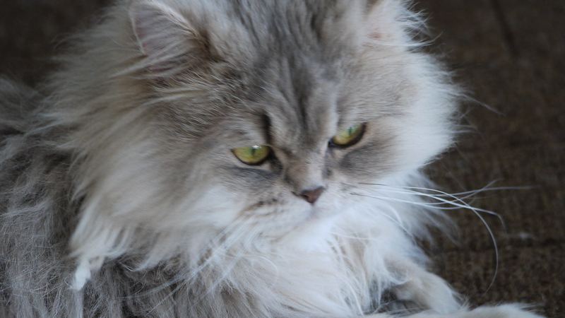 Персидская кошка