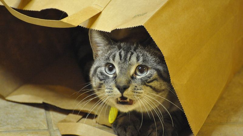Кошка с открытой пастью