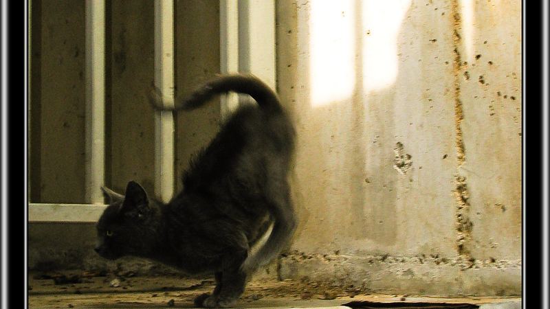 Кошка отскакивает в сторону