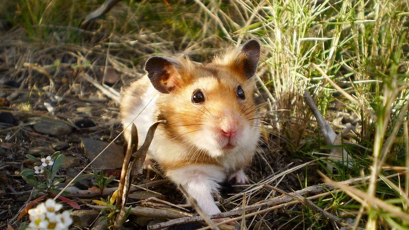 Хомяк с набитыми защёчными мешками