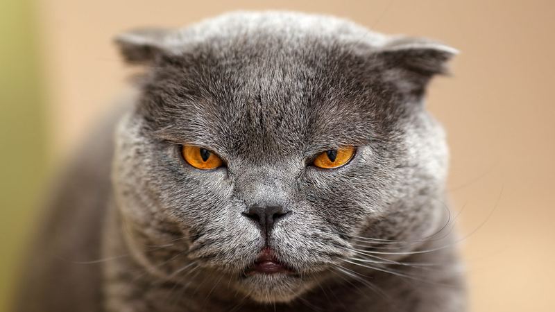 Шотландская вислоухая кошка