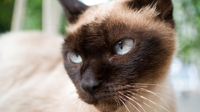 Сиамская кошка
