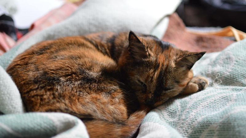 Спящая кошка