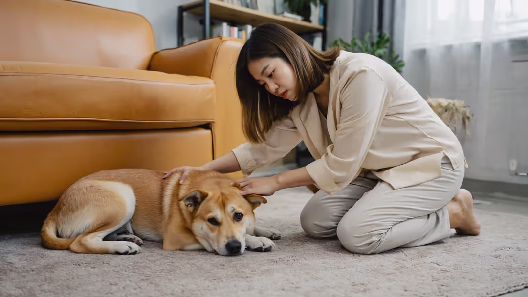 Anxious dog lying on floor with owner’s comforting hand on its back