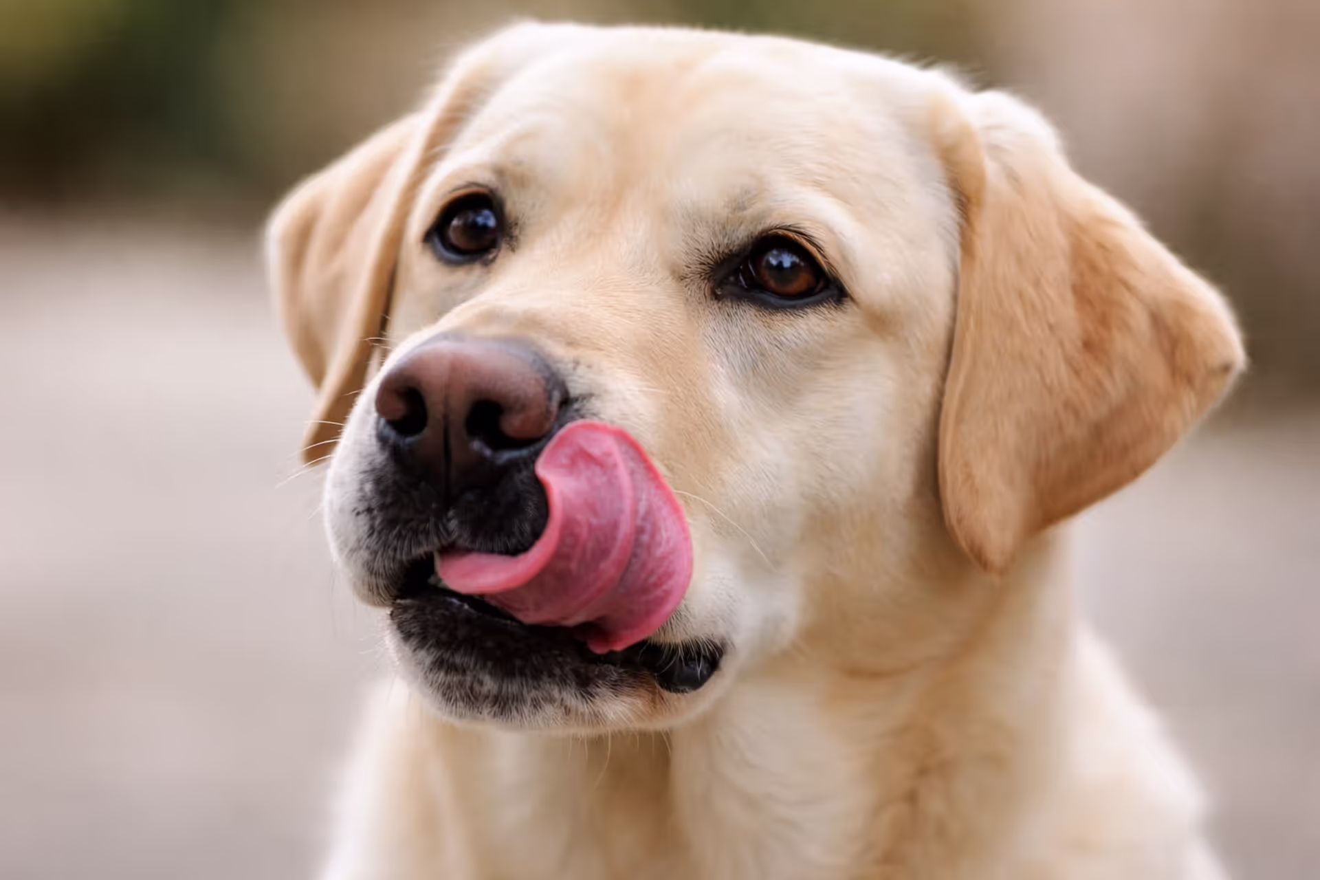 Labrador licking lips — why dogs do it and what it means