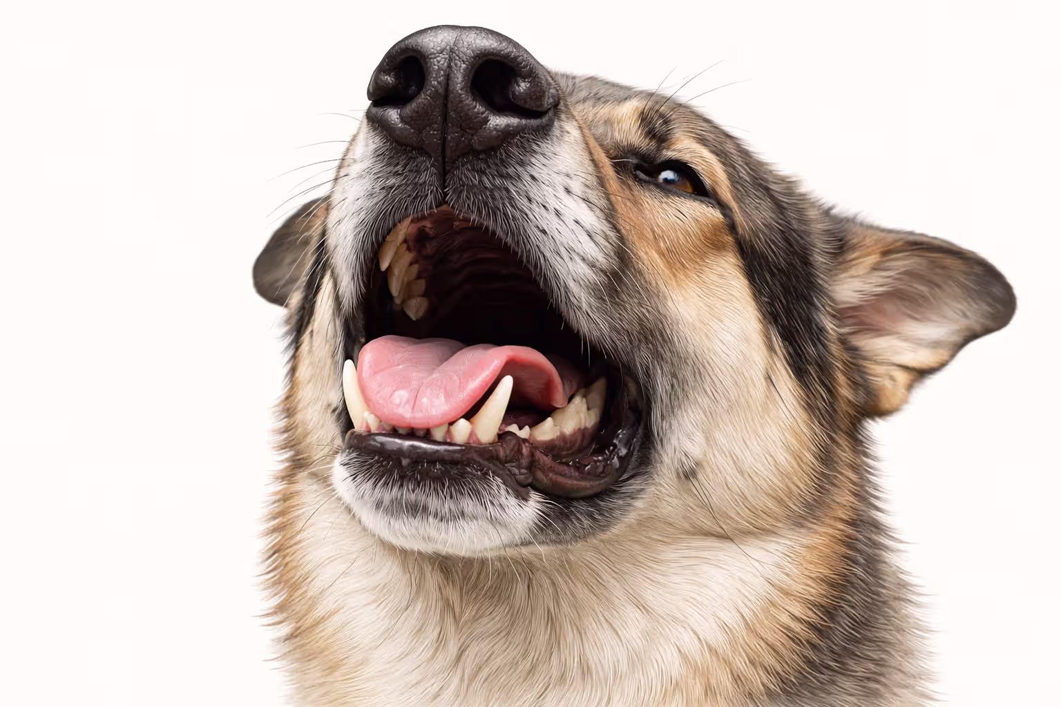 Dog displaying flehmen response with open mouth after licking