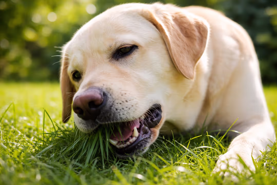 Yellow Labrador eating grass in a sunny backyard