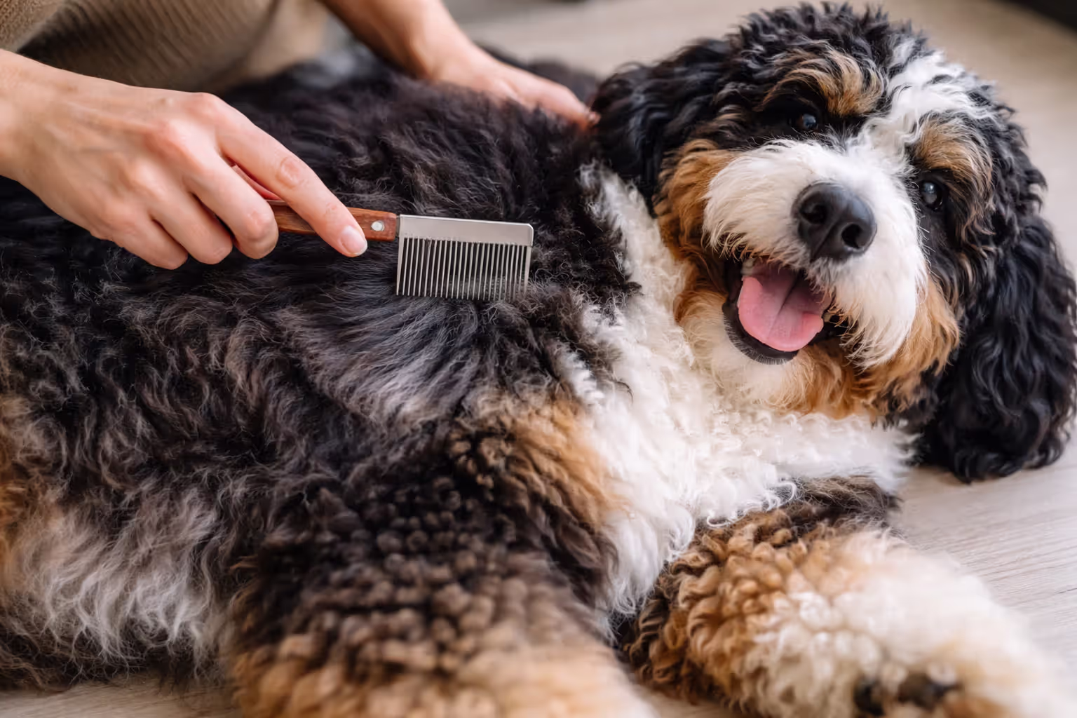 Owner brushing a Bernedoodle with a metal comb