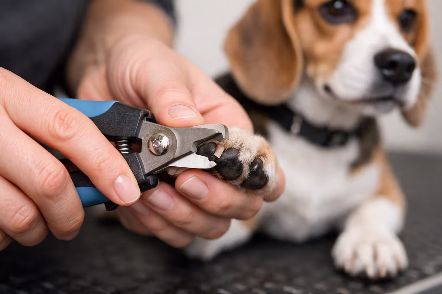 Groomer trimming dog nails with professional clippers during routine nail care