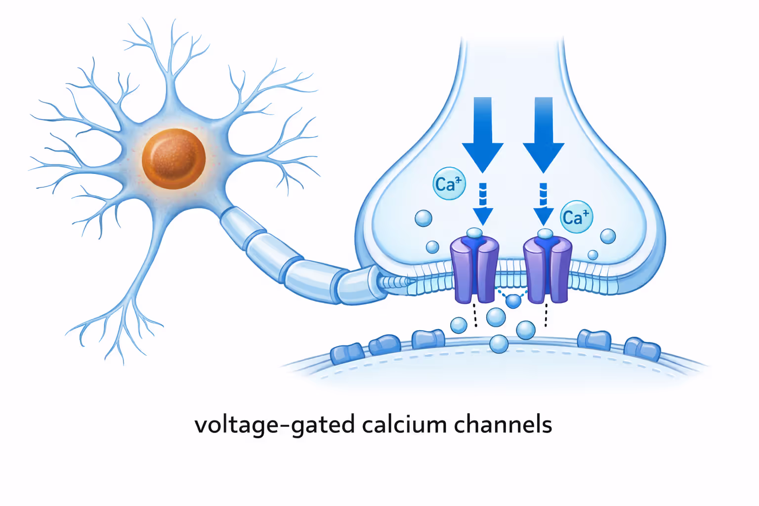 Diagram showing gabapentin mechanism of action on nerve calcium channels