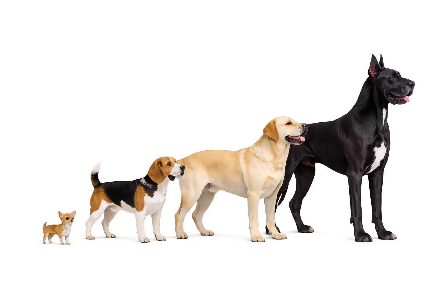 Size comparison of dog breeds from small Chihuahua to giant Great Dane