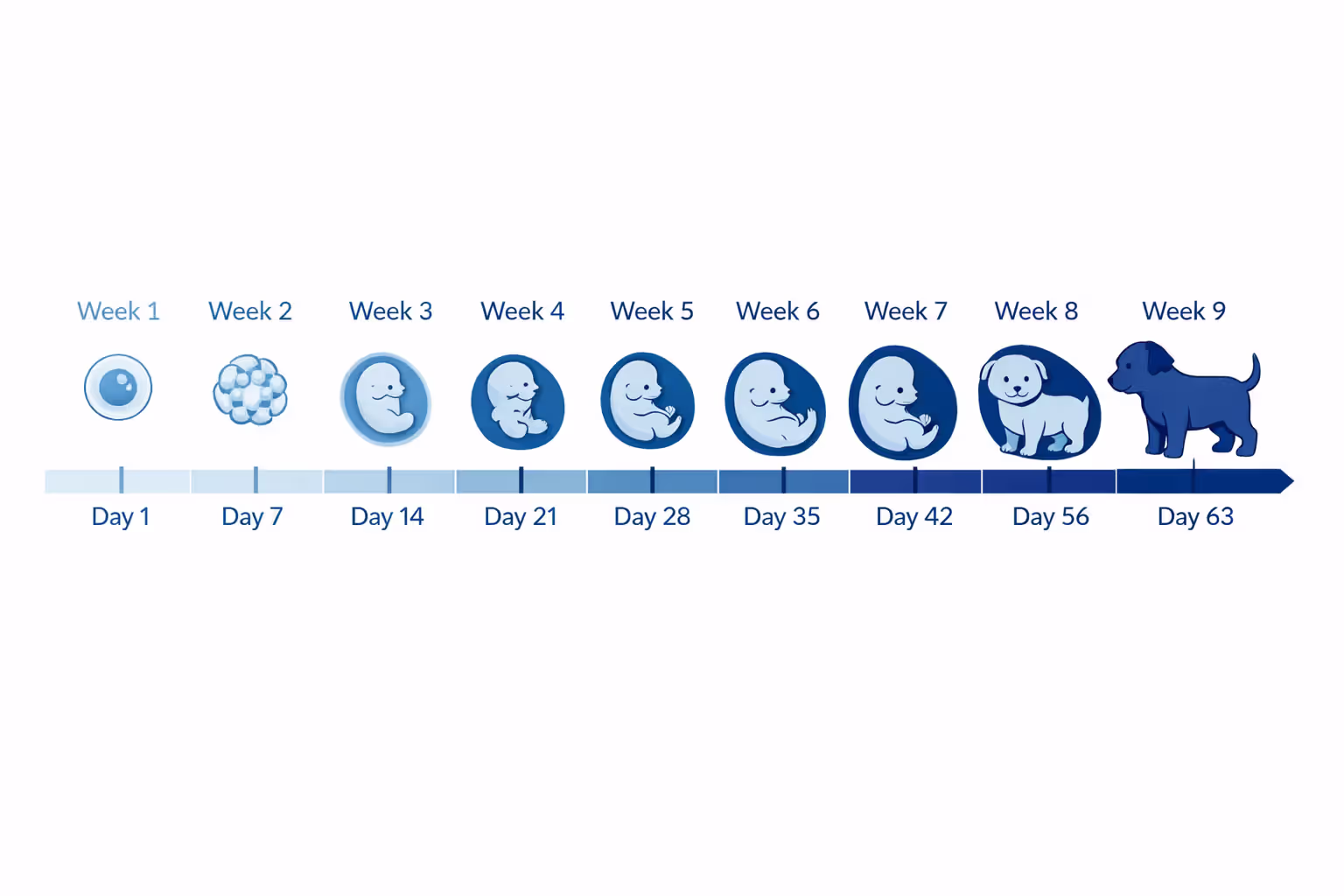 Dog pregnancy timeline infographic showing 63-day gestation period divided into 9 weeks with fetal development icons