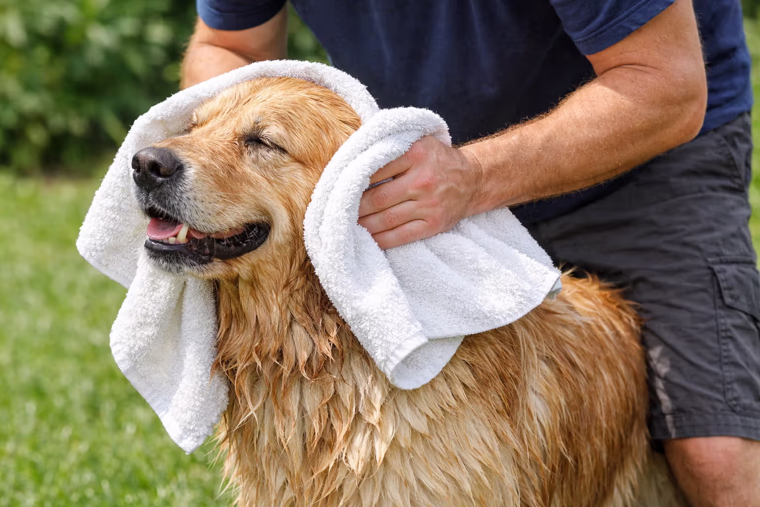 Owner drying a wet Golden Retriever with a towel outdoors after swimming, focusing on the area behind the ears