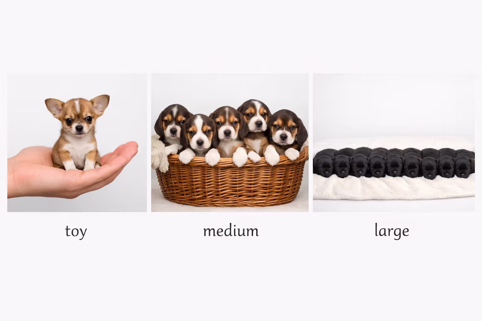 Comparison of litter sizes showing one Chihuahua puppy, five Beagle puppies, and ten Labrador puppies side by side