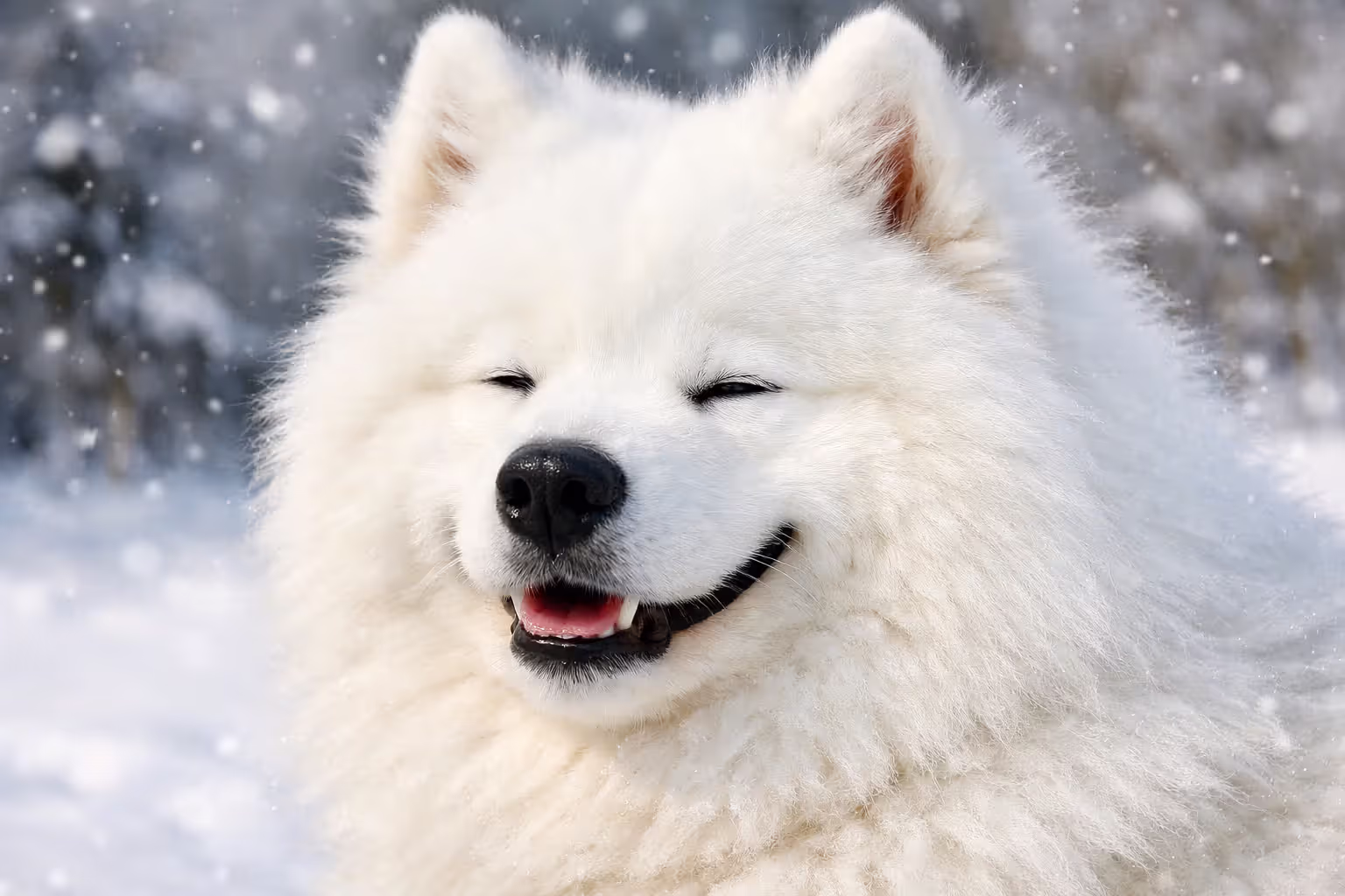 Smiling Samoyed dog with thick white double coat showing the breed’s characteristic upturned mouth corners against a snowy background