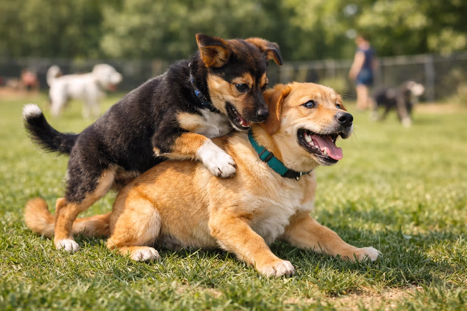 Two dogs playing at a dog park, one attempting to mount the other during play