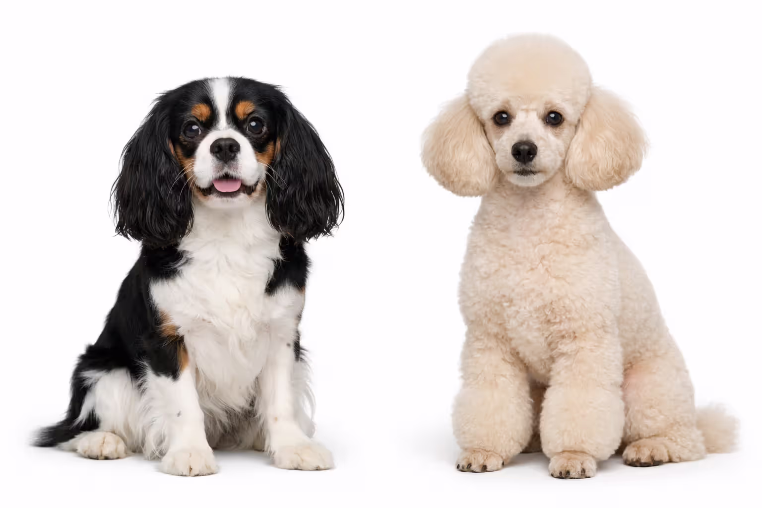 Cavalier King Charles Spaniel and Miniature Poodle side by side — parent breeds of the Cavapoo