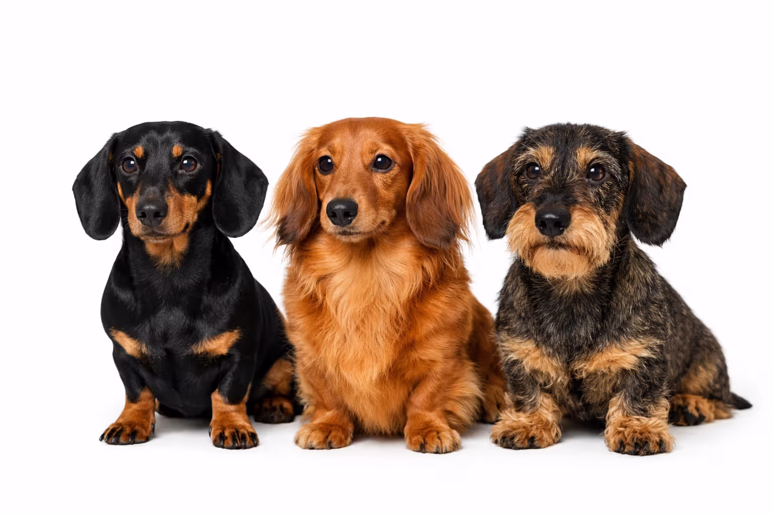 Three dachshund coat types side by side: smooth, long-haired, and wire-haired