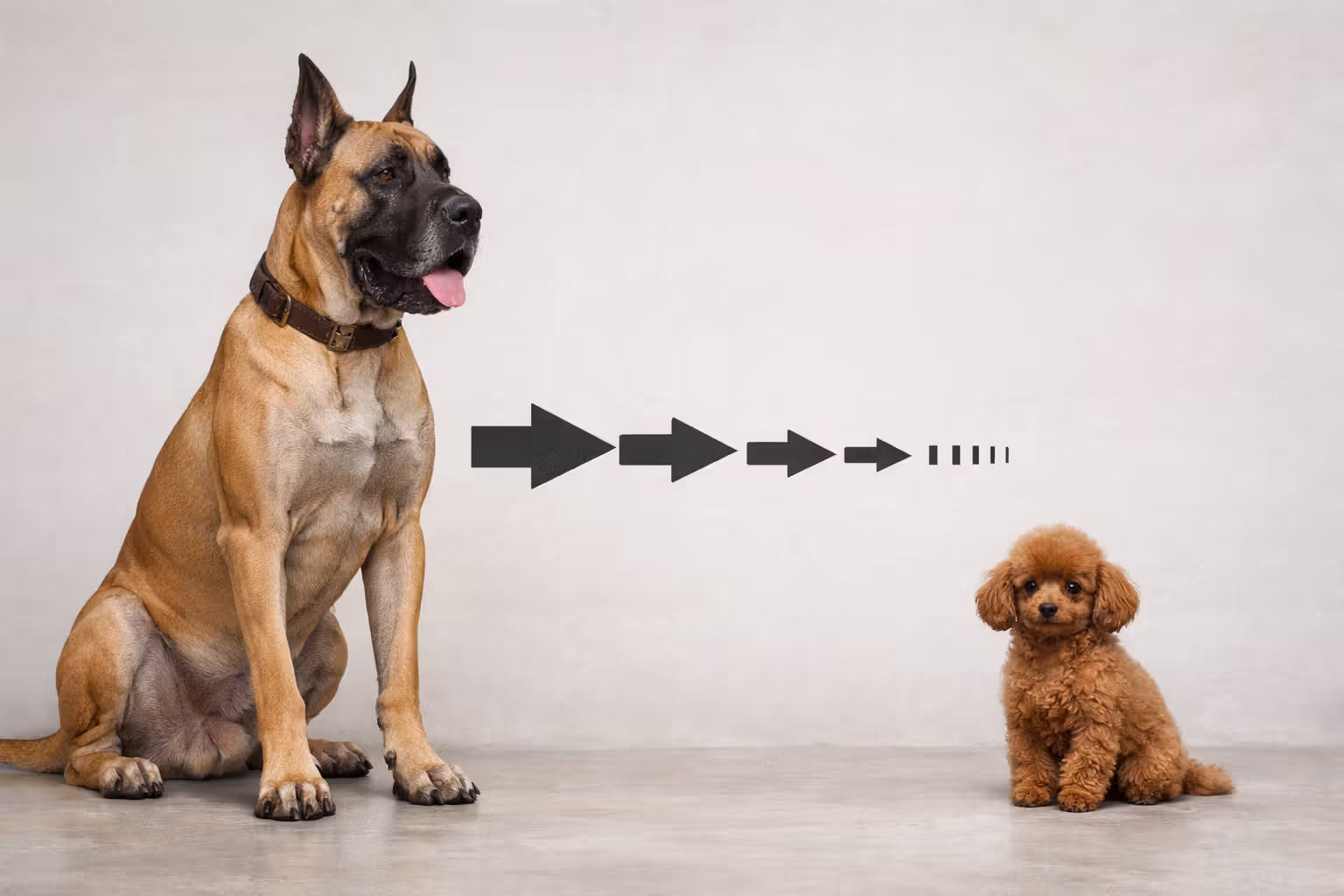Size comparison between a giant dog breed and a toy breed illustrating lifespan difference