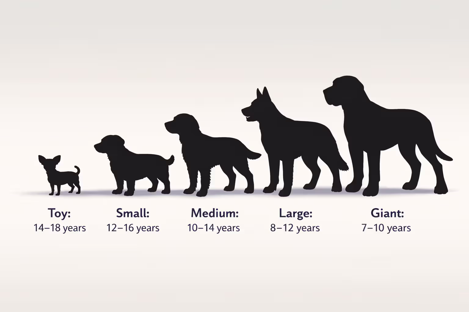 Infographic showing the relationship between dog size and average lifespan