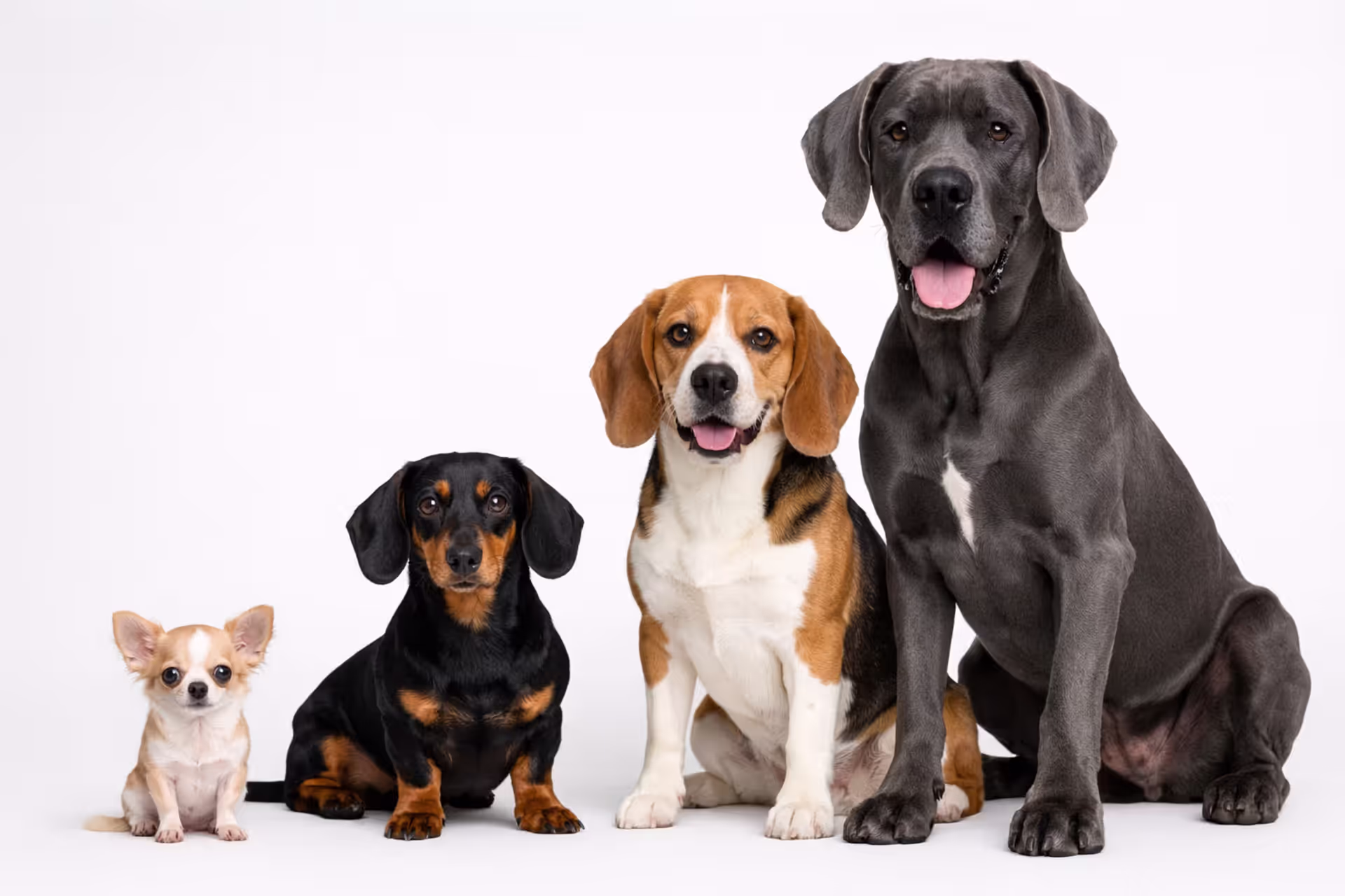 Dogs of different breeds and sizes — from Chihuahua to Great Dane — lined up together