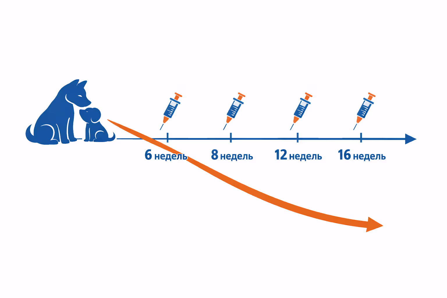 Puppy immunity timeline showing maternal antibody decline and vaccination schedule from 6 to 16 weeks
