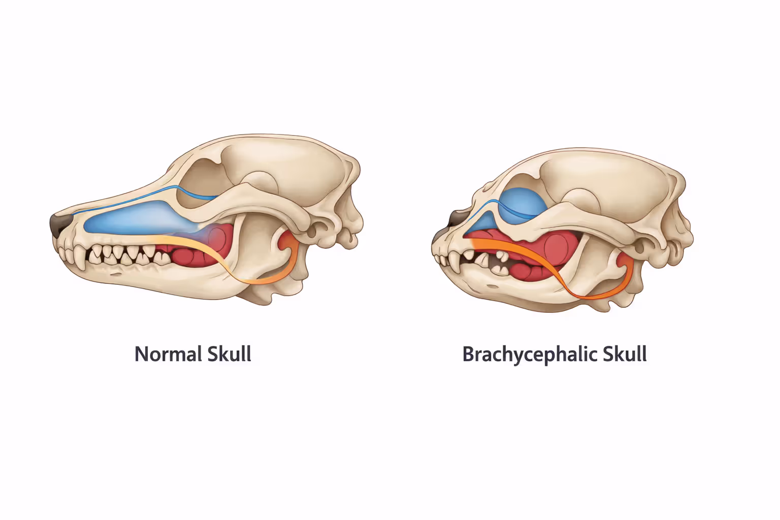 Anatomical comparison of a normal dog skull and a brachycephalic skull showing compressed airway structure
