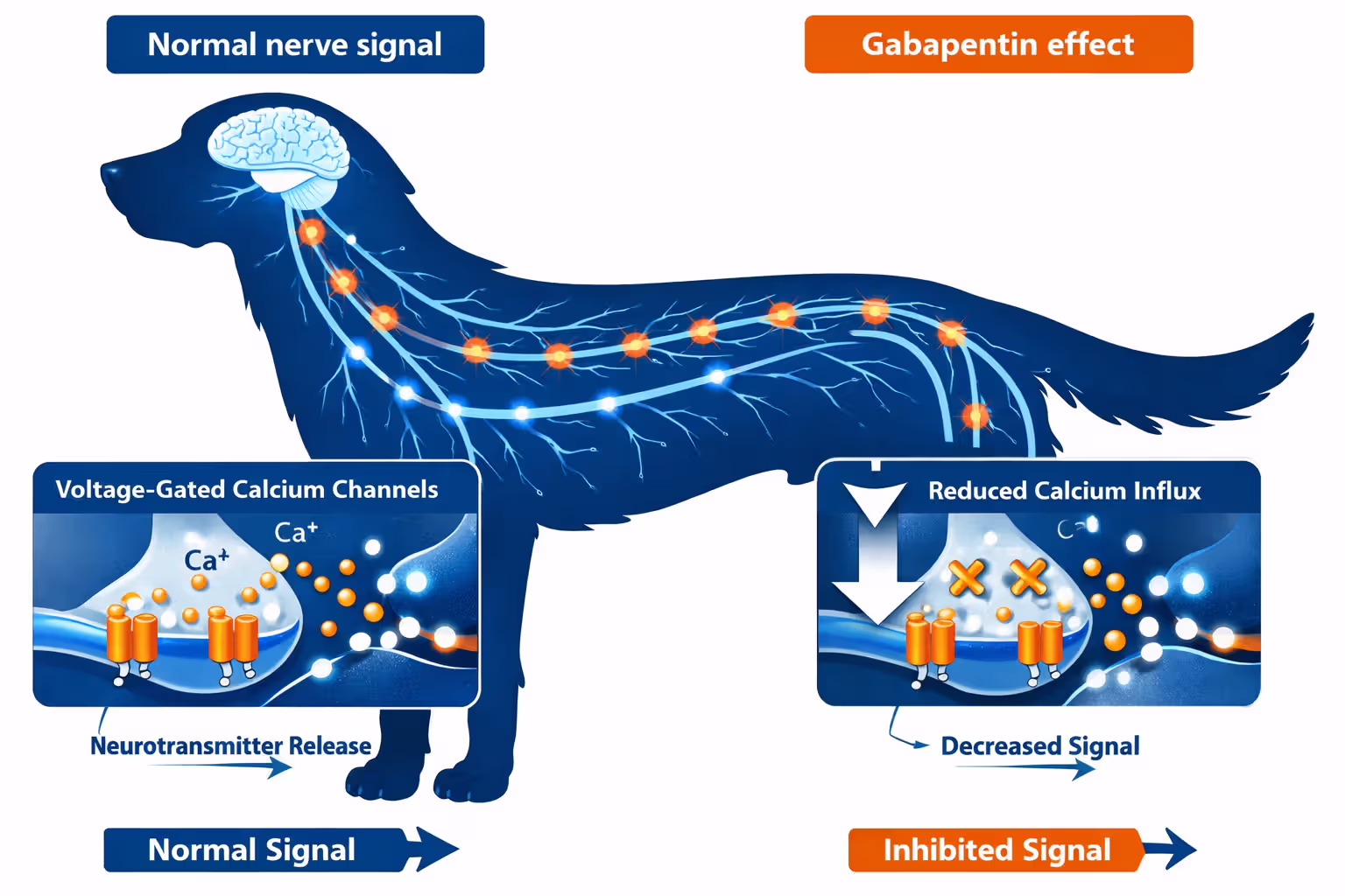 Diagram showing how gabapentin blocks calcium channels in dog’s nervous system