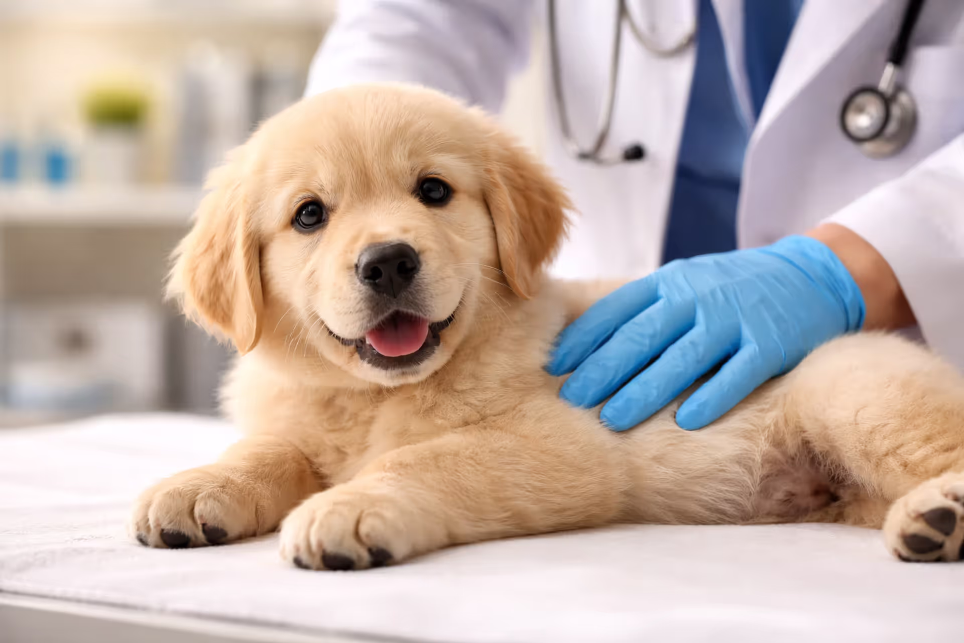 Veterinarian in blue gloves examining a Golden Retriever puppy’s belly on an exam table during a checkup for intestinal worms