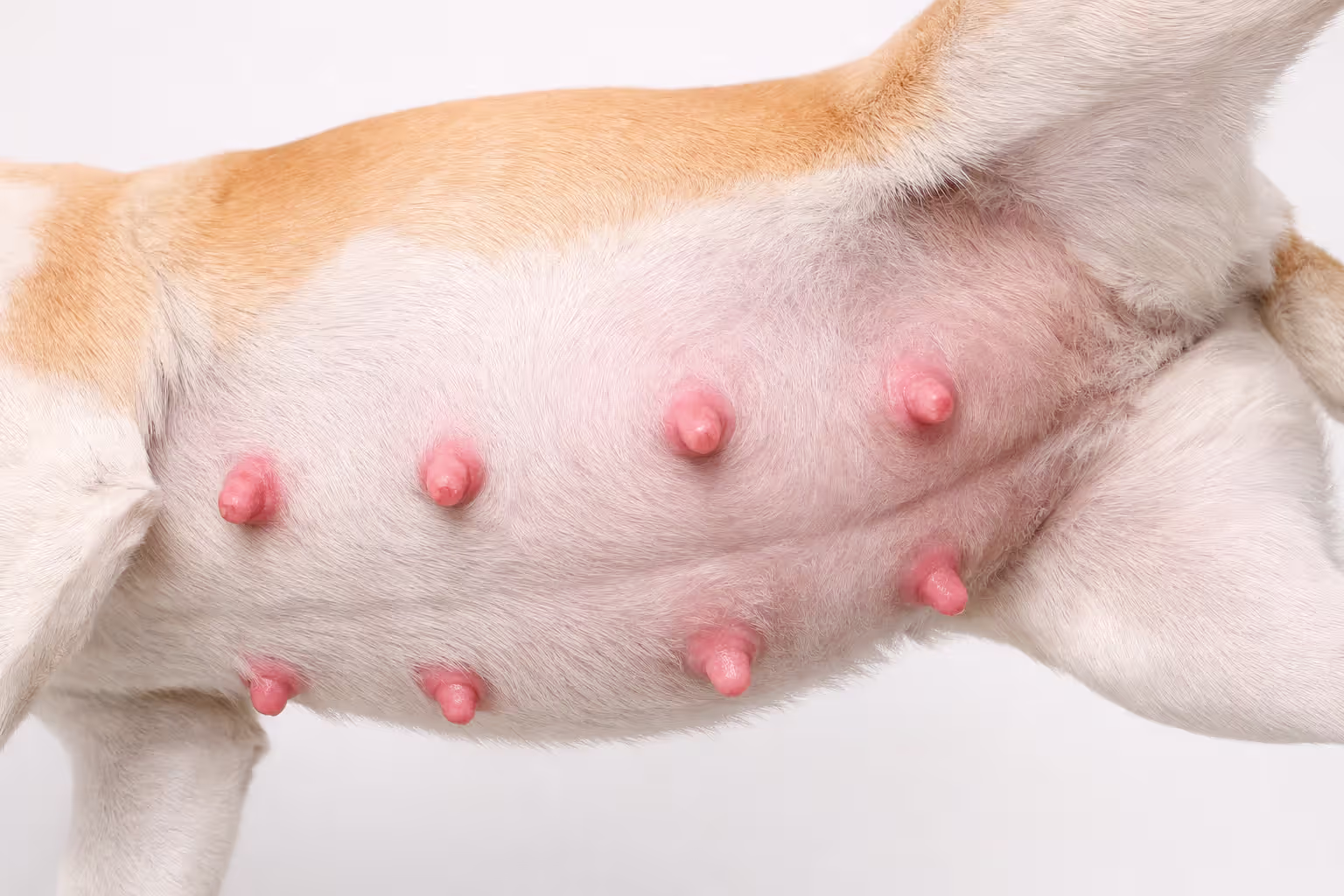 Close-up side view of a pregnant dog showing enlarged pink nipples during week four of pregnancy