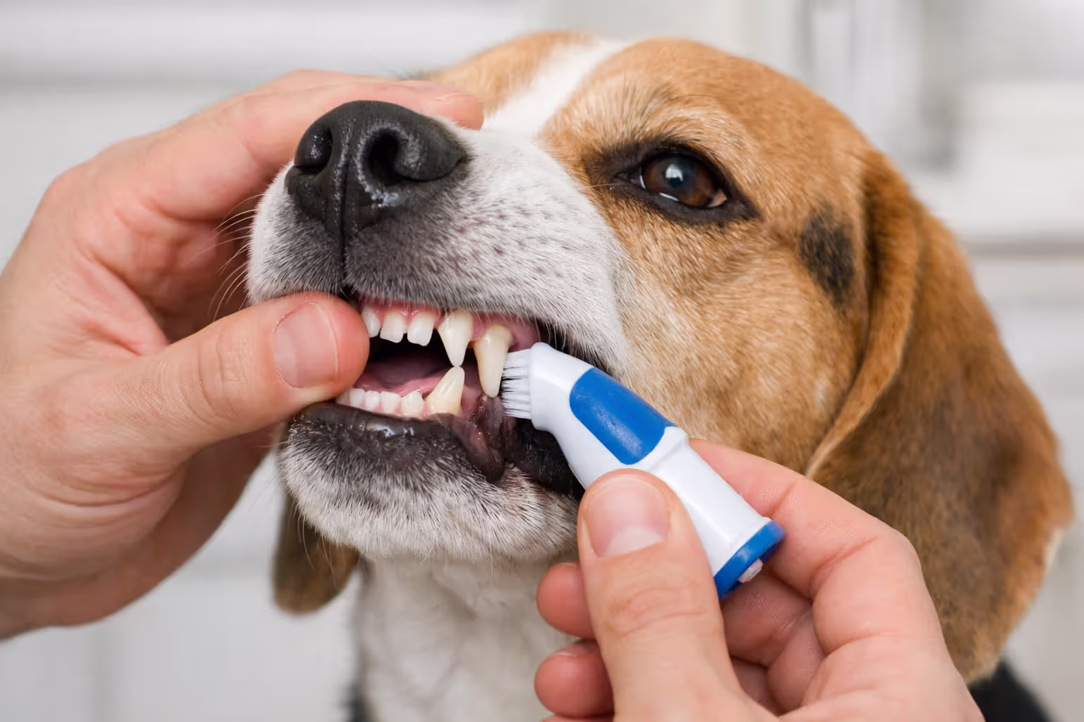 Close-up of owner brushing a calm Beagle’s teeth with a dog toothbrush in a bright home setting with soft natural lighting