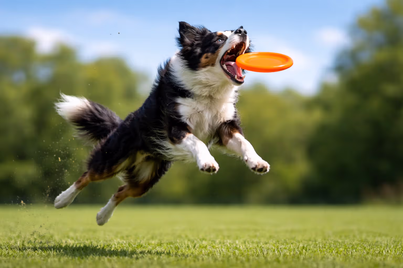 Border Collie jumping in mid-air to catch a flying disc on a green field during agility training