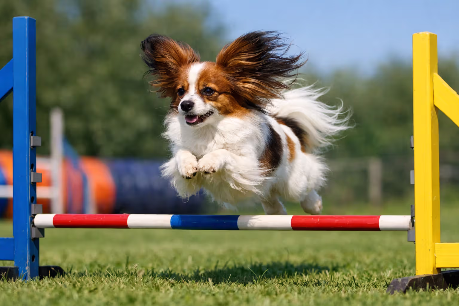 Papillon jumping over agility hurdle on outdoor training course